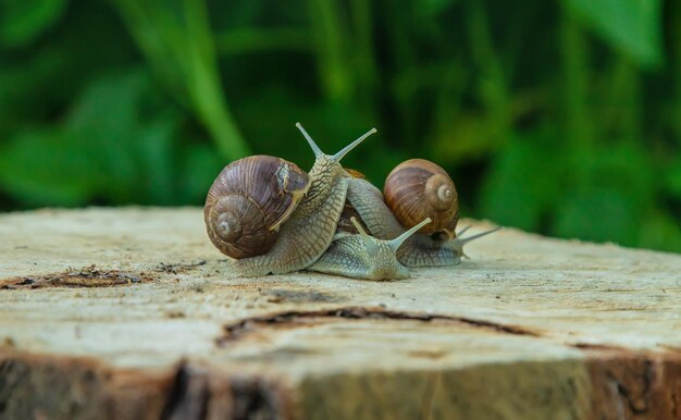 Escargots dans la nature sur un arbre Mise au point sélective