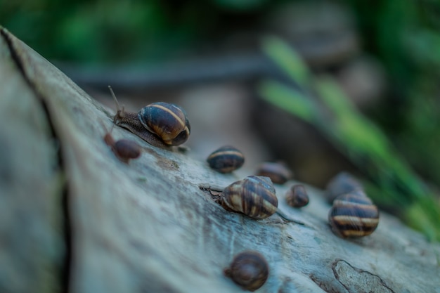 Escargots dans la nature. Escargots sur le moignon.