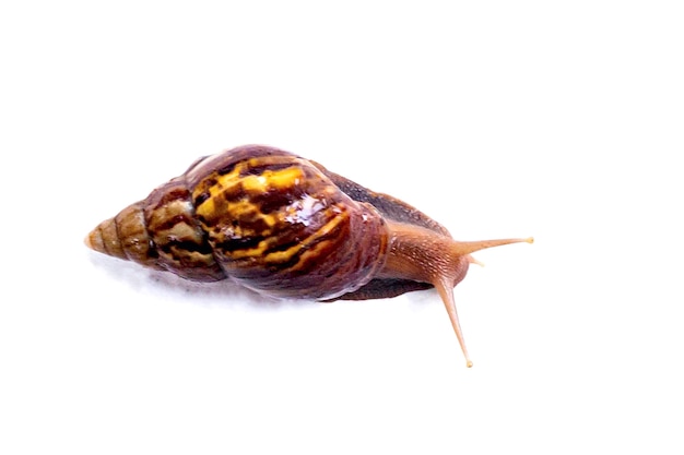 Escargots dans la nature, isolés sur blanc