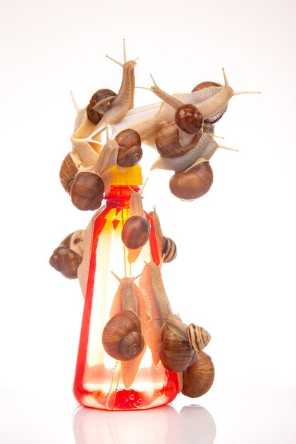 Photo escargots et éclaboussures d'eau en plastique sur fond blanc humidité et vie des coquillages