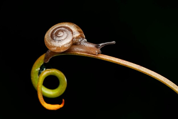 Escargots sur feuille dans un jardin tropical