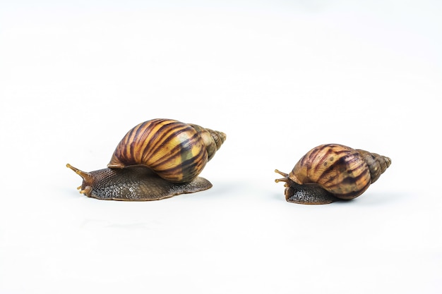 Escargots sur fond blanc