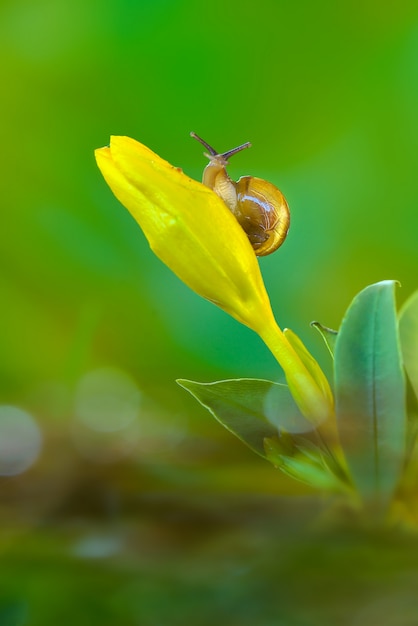 Escargots de jardin sur gros plan de fleurs