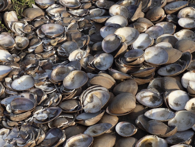 Escargots morts sur le rivage