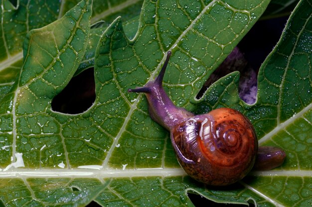 Photo les escargots de mousse visqueux vivent dans des zones humides