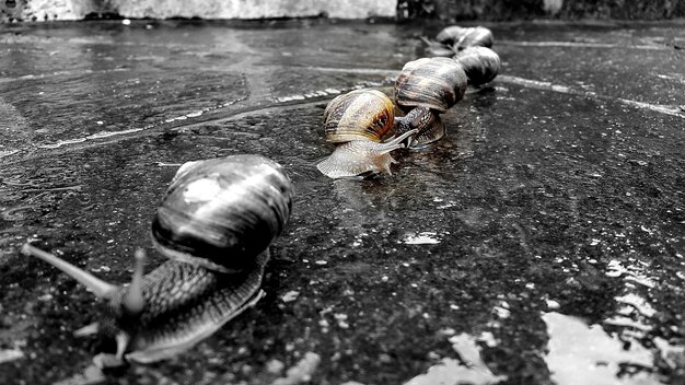 Photo des escargots sur la passerelle