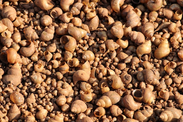 Escargots de rivière sur la rive du fleuve