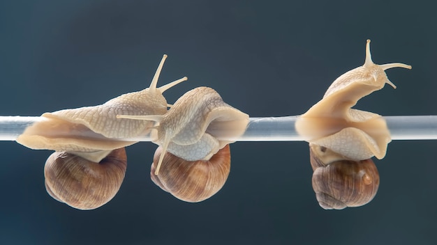 Photo escargots suspendus à un tube en plastique