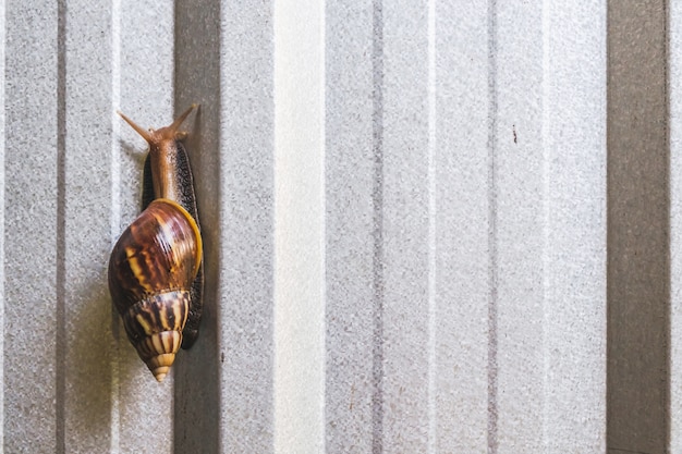 Photo escargots terrestres africains sur mur de zinc moderne.