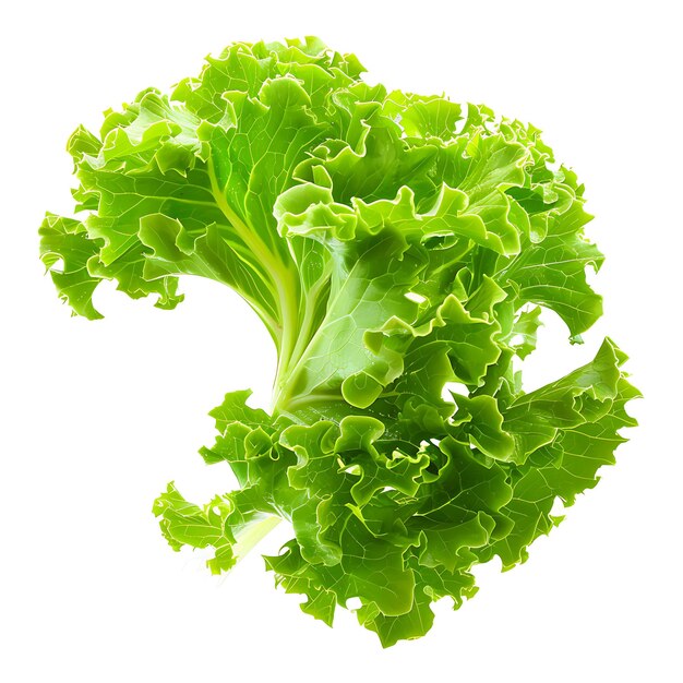 Escarole Légumes à feuilles bouclées Caractérisées par son G Isolé sur blanc BG Pousse blanche propre