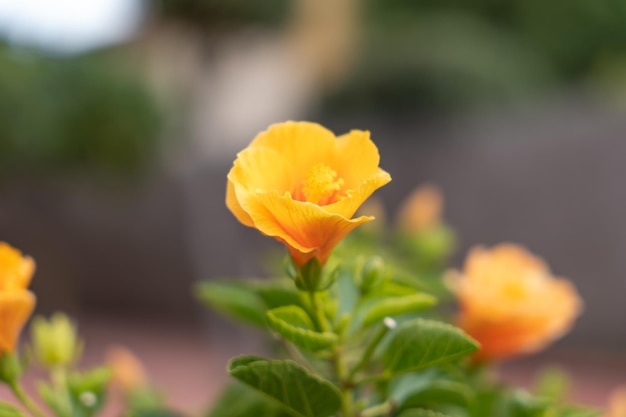 Escholzia lumineux fleurissant dans le jardin