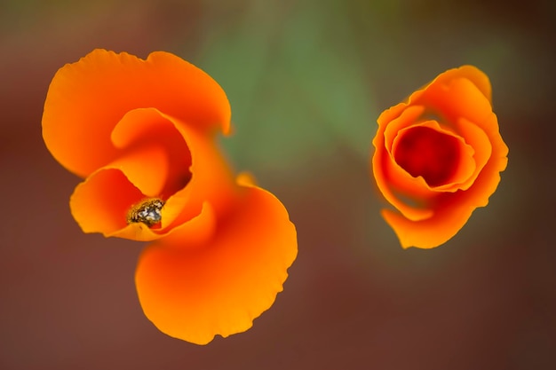 Eschscholzia californica fleurs sauvages de pavot jaune et orange