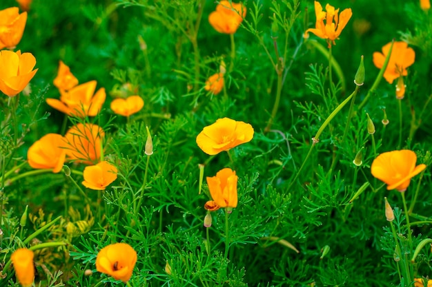 Photo eschscholzia californica tasse d'or bouquet de fleurs en fleurs, champ californien, plantes sauvages ornementales sur un pré, pétales d'orange dans l'herbe verte.