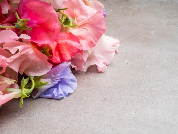 Espace de copie de fleurs de pois de senteur parfumées colorées