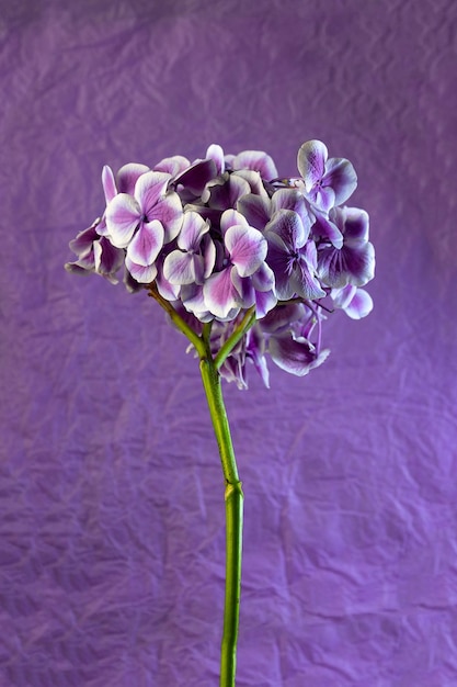 Espace de copie d'hortensia de fleur de fleur de violette