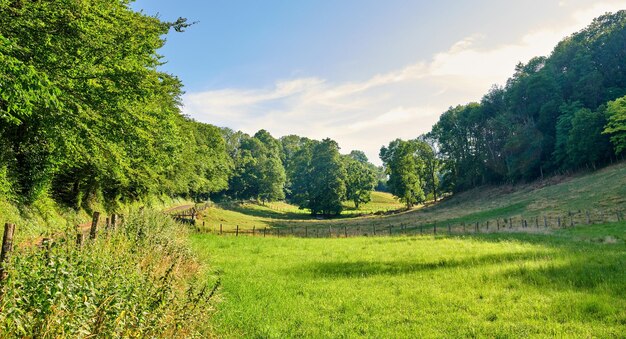 Espace de copie et paysage pittoresque de prairies herbeuses et d'arbres forestiers avec un ciel bleu nuageux Champ avec clôture et belle verdure à l'extérieur Vue de prairie isolée dans la campagne en France