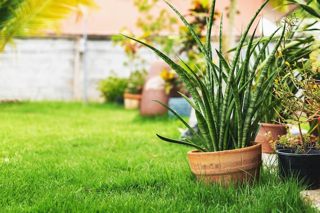 Espace pot de fleurs Dans le jardin à côté de la maison