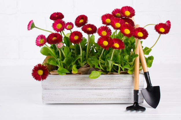 Espace de travail, plantation de fleurs de printemps. Outils de jardin, plantes en pots et arrosoir sur tableau blanc