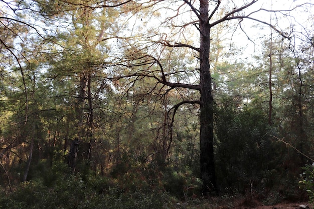 Espace vert avec buissons et arbres