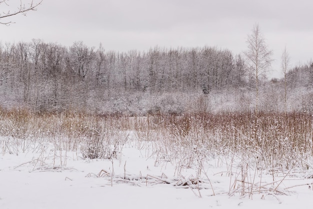 Espaces d'hiver dans la forêt de fond du parc Babolovsky en hiver