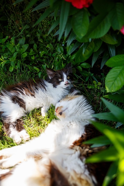 Espaces verts dans lesquels se trouvent les chats domestiques Feuilles vertes Plantes vivantes naturelles