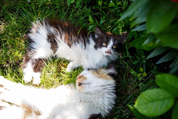 Espaces verts dans lesquels se trouvent les chats domestiques Feuilles vertes Plantes vivantes naturelles