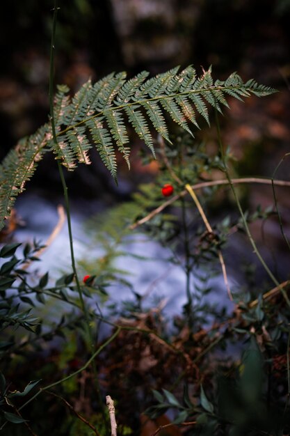 Photo espagne du nord plantes vertes baies d'automne fond forestier flou avec rivière en automne