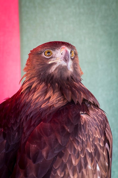 Photo espagne médiévale tête d'aigle majestueux à une foire de la renaissance en espagne