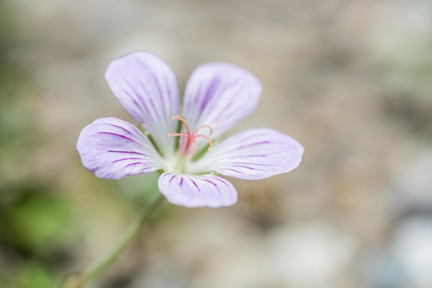 Espèce indigène de géranium sanguin à fleur unique vivant à la montagne Hehuan pendant la journée