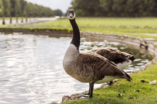 Espèce d'oie Grande oie de la famille des anatidés de la sauvagine sur la rive du lac Grass Funny Goose