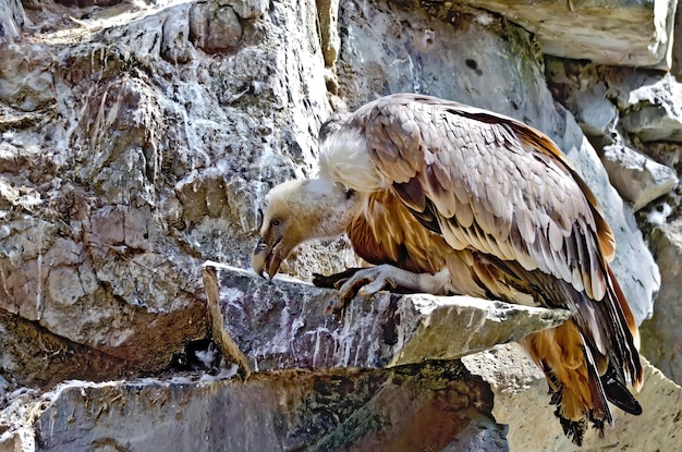 Espèce d'oiseau griffon sur un rocher