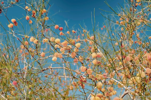 une espèce de plantes dans un désert calligonum caputmedusae