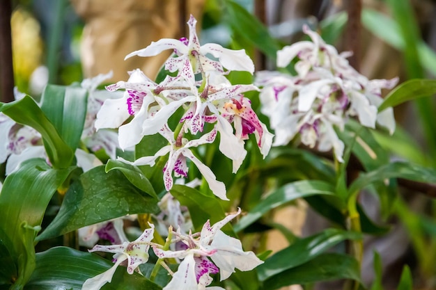 Espèce rare de fleur d'orchidée