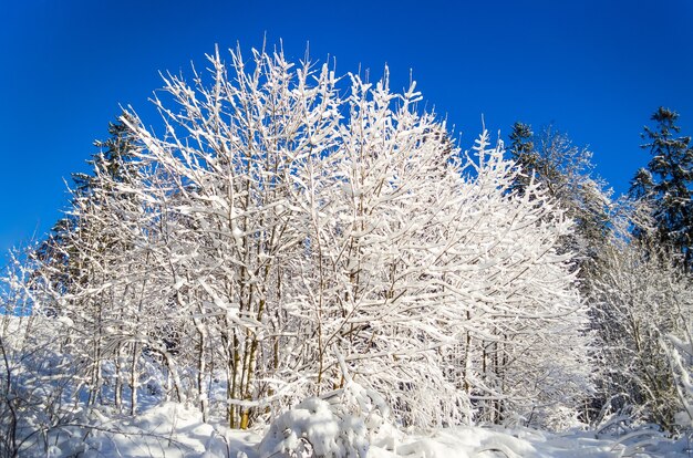 Espèces d'hiver de branches d'arbres couvertes de neige contre un ciel bleu clair et givré.