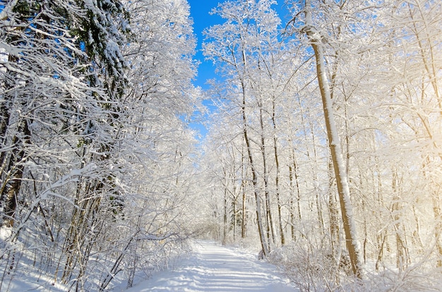 Espèces hivernales de branches d'arbres couvertes de neige contre un ciel bleu clair et givré.