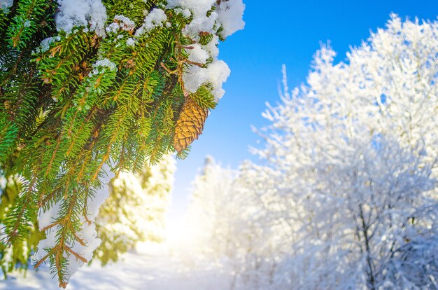Espèces hivernales de branches couvertes de neige de conifères contre un ciel clair et givré.