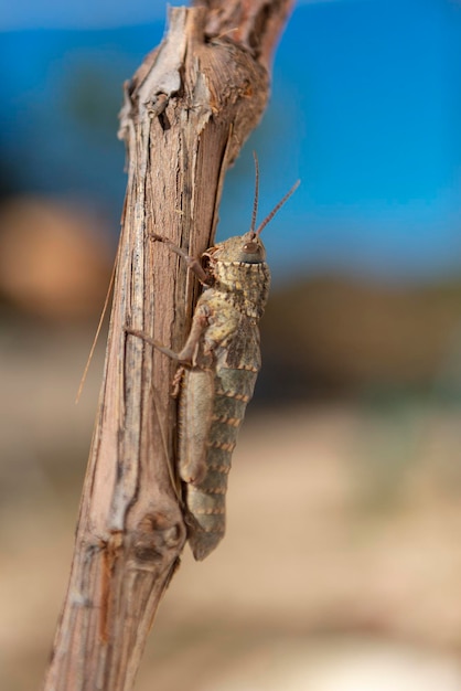 Espèces d'insectes sauterelles Malaga Espagne