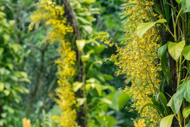 espèces d&#39;orchidées jaunes