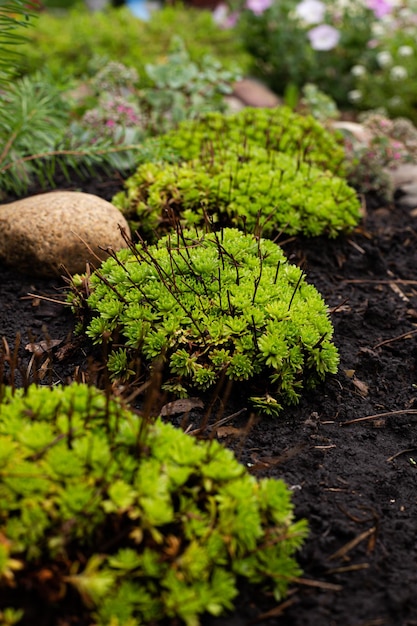 une des espèces d'une plante herbacée à feuilles persistantes du genre Ochitok de la famille Tolstyankov