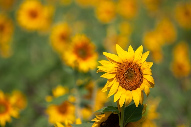 Espèces de tournesol de Thaïlande