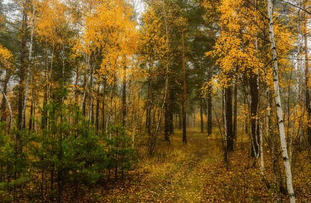 Esquisses d'automne. Paysage. Couleurs d'automne.