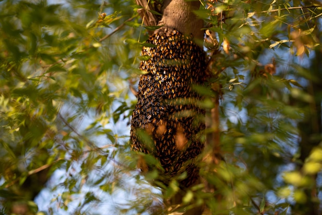 Essaim d'abeilles accroché à l'arbre, essaim d'abeilles construisant une nouvelle ruche entourant l'arbre.