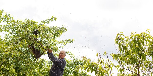 Un essaim d'abeilles assis sur une branche d'un bouleau