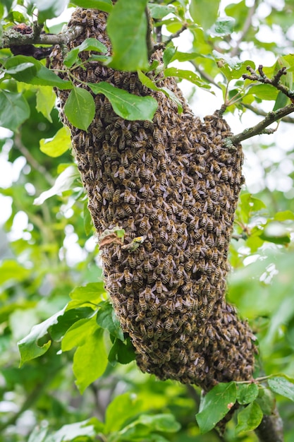 Un essaim d'abeilles assis dans un pommier