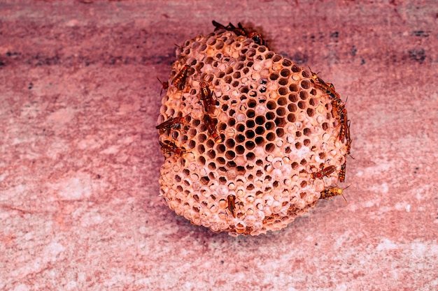 Photo essaim d'abeilles dangereuses dans la nature