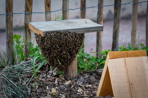 Essaim d'abeilles se réfugiant dans un jardin