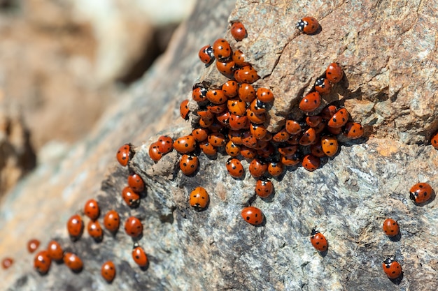 Un essaim de coccinelles (coccinellidae) à Chypre