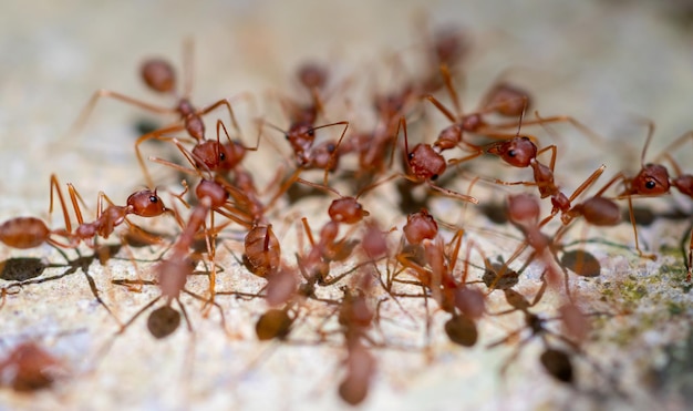 Essaim flou de fourmis rouges