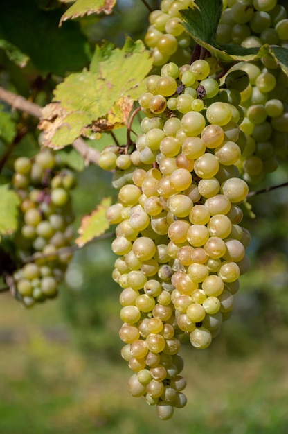 C'est ainsi que mûrissent les raisins blancs