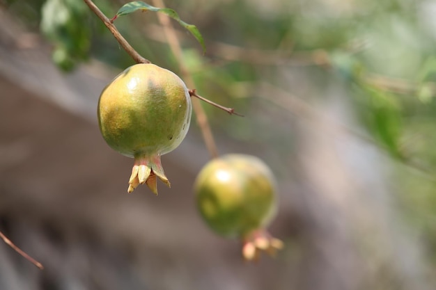 C'est un bon fruit à manger.